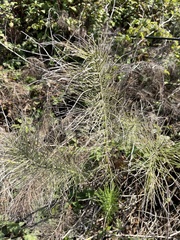 Equisetum telmateia