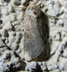 Spodoptera exigua