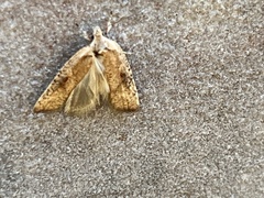 Argyrotaenia franciscana