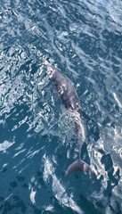 Stenella longirostris