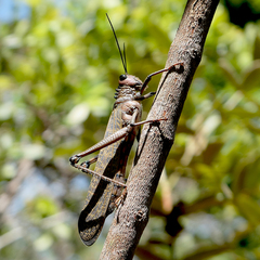 Tropidacris cristata