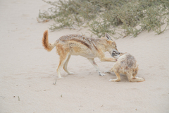 Lupulella mesomelas mesomelas