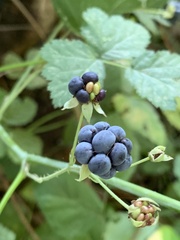 Rubus caesius