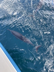 Stenella longirostris