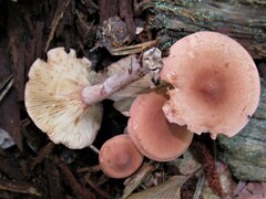 Lactarius quietus