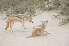 Lupulella mesomelas mesomelas