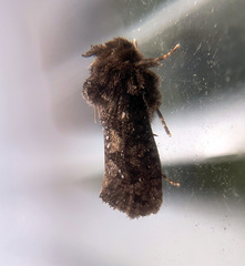 Acrolophus arcanella