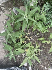 Ambrosia ambrosioides