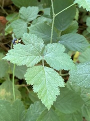 Rubus caesius