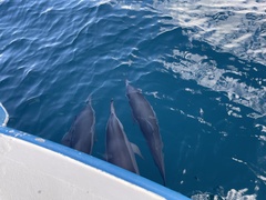 Stenella longirostris