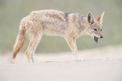 Lupulella mesomelas mesomelas