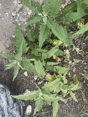 Ambrosia ambrosioides