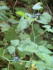 Rubus caesius