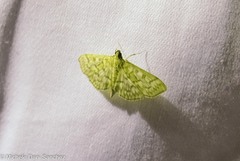 Herpetogramma pertextalis