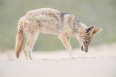 Lupulella mesomelas mesomelas