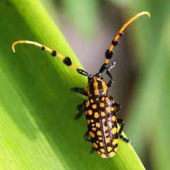 Aristobia reticulator