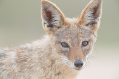 Lupulella mesomelas mesomelas