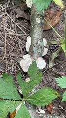 Trametes conchifer