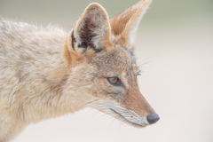 Lupulella mesomelas mesomelas