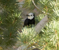 Dryobates albolarvatus