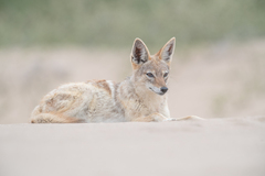Lupulella mesomelas mesomelas