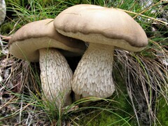 Retiboletus griseus