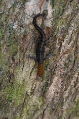 Gonatodes albogularis