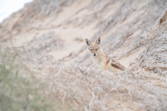 Lupulella mesomelas mesomelas