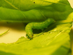 Phlogophora meticulosa