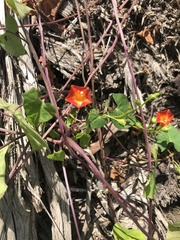 Ipomoea coccinea