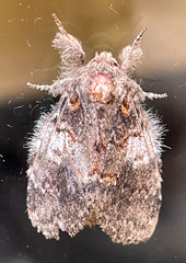 Dasychira meridionalis