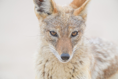 Lupulella mesomelas mesomelas