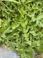 Crepis capillaris
