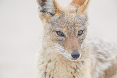 Lupulella mesomelas mesomelas