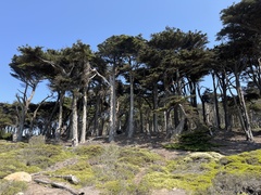 Cupressus macrocarpa