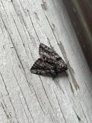 Acronicta