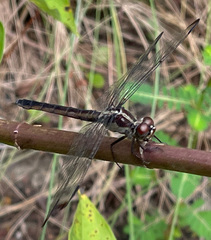 Libellula incesta