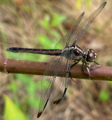 Libellula incesta