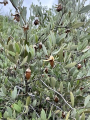 Simmondsia chinensis