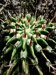 Ferocactus recurvus