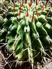Ferocactus recurvus
