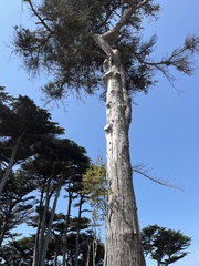 Cupressus macrocarpa
