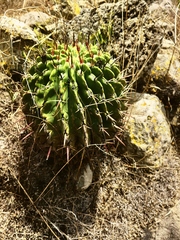 Ferocactus recurvus