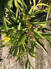Solidago sempervirens