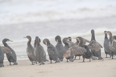 Phalacrocorax capensis
