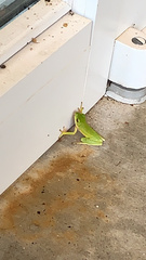 Hyla cinerea