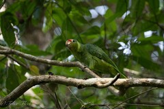 Amazona autumnalis