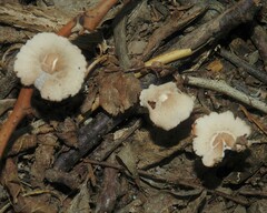 Marasmius capillaris