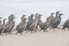 Phalacrocorax capensis