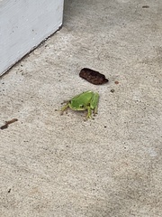Hyla cinerea